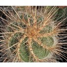 Rare 10 pcs Thelocactus lausserii Seeds Rare Cactus Plants