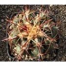 Rare 10 pcs THELOCACTUS heterochromus Seeds Rare Cactus Plants