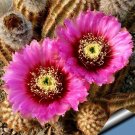Rare 10 pcs Echinocereus reichenbachii Seeds Rare Cactus Plants