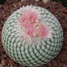 Rare 10 pcs Epithelantha micromeris Seeds Rare Cactus Plants