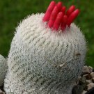 Rare 10 pcs Epithelantha densispina Seeds Rare Cactus Plants