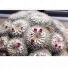 Rare 10 pcs Mammillaria geminispina FA Seeds Rare Cactus Plants