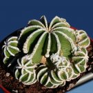 Rare 10 pcs Aztekium hintonii Seeds Rare Cactus Plants