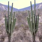 Rare 10 pcs Neobuxbaumia tetetzo Seeds Rare Cactus Plants