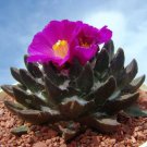 Rare 10 pcs Ariocarpus scapharostrus Seeds Rare Cactus Plants