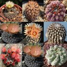 Rare 10 pcs Thelocephala Mix Seeds Rare Cactus Plants