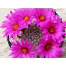 Rare 10 pcs Mammillaria guelzowiana Seeds Rare Cactus Plants