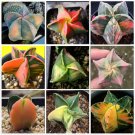 Rare 10 pcs Astrophytum Myriostigma Variegata Seeds Rare Cactus Plants