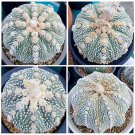 Rare 10 pcs Astrophytum asterias OOIBO Nudum rare japan cactus SEED