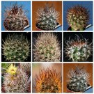 Rare 10 pcs Pyrrhocactus Mix Fresh Seeds Rare Cactus Plants