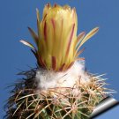Rare 10 pcs Coryphantha delaetiana Fresh Seeds Rare Cactus Plants