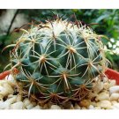 Rare 10 pcs Coryphantha pallida Seeds Rare Cactus Plants