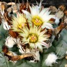 Rare 10 pcs Turbinicarpus swobodae Seeds Rare Cactus Plants
