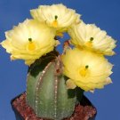 Rare 10 pcs Echinocereus subinermis Seeds Rare Cactus Plants