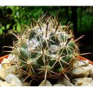 Rare 10 pcs ECHINOCEREUS chloranthus v. cylindricus Seeds Rare Cactus Plants