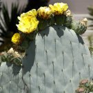 Rare 10pcs Opuntia Robustaopuntia Robusta Seeds Rare Cactus Plants