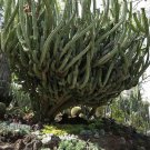 Rare 10 pcs POLASKIA chende Seeds Rare Cactus Plants