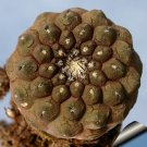 Rare 10 pcs Copiapoa hypogaea barquitensis Seeds Rare Cactus Plants