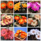 Rare 10 pcs Mediolobivia Mixed Seeds Rare Cactus Plants
