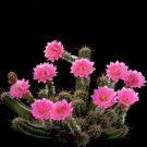 Rare 10 pcs Echinocereus scheerii Seeds Rare Cactus Plants