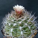 Rare 10 pcs Gymnocalycium pugionacanthum Seeds Rare Cactus Plants