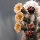 Rare 10 pcs Pilosocereus palmeri Seeds Rare Cactus Plants