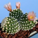 Rare 10 pcs Pediocactus knowltonii Seeds Rare Cactus Plants
