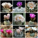 Rare 10 pcs Turbinicarpus Mix Seeds Rare Cactus Plants