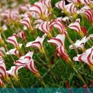 Rare 2 PCS True Oxalis Flower Bulbs Rare Oxalis Versicolor Candy Cane Sorrel Flower Rotary Grass