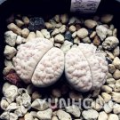 Rare 100 PCS Ball Conophytum vanzylii Lithop Seeds - Greyish White Succulent