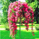 Rare 10 PCS Licuala grandis Palm Tropical Evergreen Fan-Shaped Seeds
