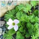 Rare 100 PCS Rare Oxalis Versicolor Candy Cane Sorrel Seeds - White Flowers