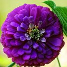 Rare 50 PCS Classic Zinnia Elegans Flower Seeds