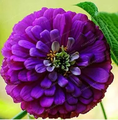 Rare 50 PCS Classic Zinnia Elegans Flower Seeds