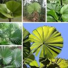 Rare 10 PCS Licuala grandis Palm Tropical Evergreen Fan-Shaped Seeds