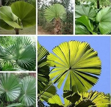 Rare 10 PCS Licuala grandis Palm Tropical Evergreen Fan-Shaped Seeds