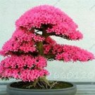 Rare 20 PCS Japanese Azalea Rhododendron Azalea Seeds - Red Flowers