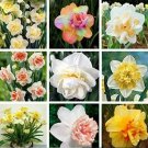Rare 20 PCS Narcissus Flower Seeds - Mixed 9 Colors Flowers