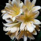 Rare 100 PCS Clivia Seeds - Milky Yellowish White Colors