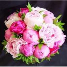 Rare 10 PCS Chinese Peony Seeds - Mixed Rose Red Light Pink Whitish Pink Ball Flowers