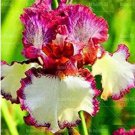 Rare 20 PCS Iris tectorum Seeds - Red Rose Red White Colorful Flowers