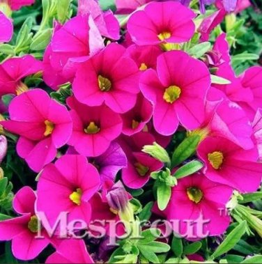 Rare 100 pcs Calibrchoa Million Bells Annual Flower Seeds - Rose Red Flowers