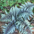 Rare 100 pcs Japanese Painted Fern Seeds - Light Greyish Green Leaves