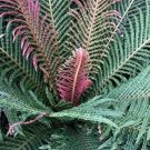 Rare 100 pcs Garden Fern Seeds Rare Creeper Vines Grass Dark Green Pink Leaves