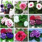 Rare 100 PCS Perennial Sinningia Gloxinia Flower Seeds - Mixed 9 Types Flowers