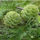 Rare 50 PCS Larch Pine Tree Plants Seeds