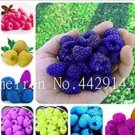 Rare 1000 PCS Rare Raspberry Mixed Color Fruit Seeds