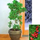 Rare 30 PCS Synsepalum Dulcificum Fruit Seeds - Red Fruits