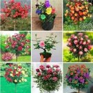 Rare 100 PCS Rose Tree Seeds - Mixed 9 Types Flowers
