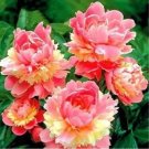 Rare 10 PCS Sorbet Robust Colorful Double Blooms Peony Tree Seeds - Meaty Pink Yellow Flowers